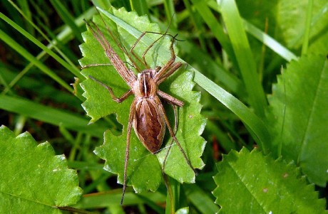 Lovčík hajní - Pisaura mirabilis - Foto Pavel Stančík 0723