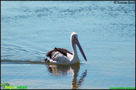 Pelikán - Pelecanus - Foto Roman Brož  (2)