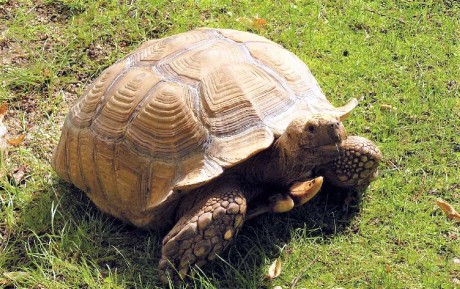 Želva ostruhatá - Geochelone sulcata - Foto Pavel Stančík 0723