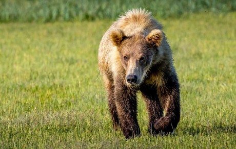 Aljašská příroda - Foto Ladislav Hanousek 0723 (4)