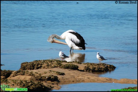 Pelikán - Pelecanus - Foto Roman Brož  (1)