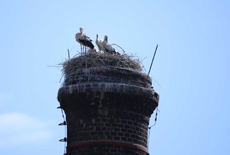 Čapí rodinka na komíně SMJ Jihlava - Foto Ladislav Jonák 0723