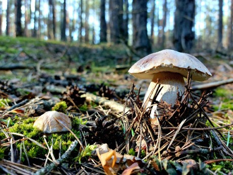 Na houbách - Foto Robert Kopecký 0823