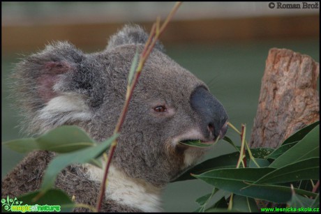 Koala medvídkovitý - Phascolarctos cinereus - Foto Roman Brož (1)