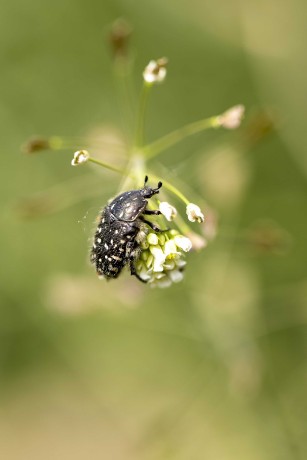 Hmyz před makroobjektivem - Foto Jana Vondráčková 0723