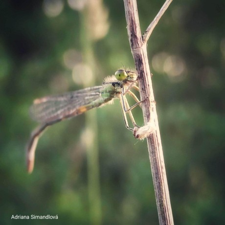 Pohled do hmyzího světa - Foto Adriana Simandlová 0823 (3)