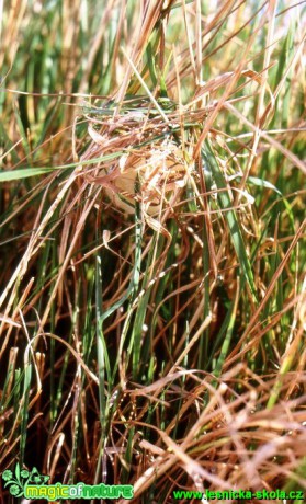 Křižák čtyřskvrnný - Araneus quadratus (1) - Foto G. Ritschel