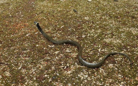 Užovka obojková - Natrix natrix - Foto Pavel Stančík 0823