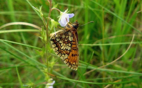 Hnědásek jitrocelový - Melitaea athalia - Foto Pavel Stančík 0823