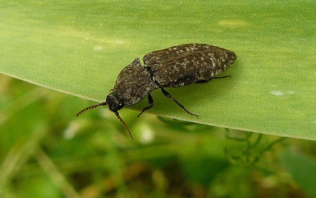 Kovařík šedý - Agrypus murinus - Foto Pavel Stančík 0823