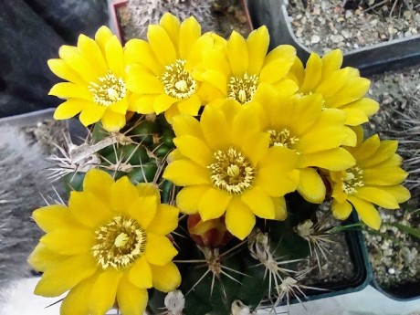 Květy kaktusů - Foto Marie Vykydalová 0623 (1)