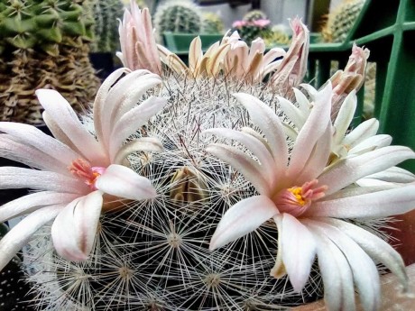 Květy kaktusů - Foto Marie Vykydalová 0623 (2)