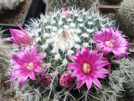 Květy kaktusů - Foto Marie Vykydalová 0623 (3)