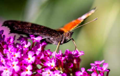 Úlovky z motýlího keře - Foto Ladislav Hanousek 0923 (1)