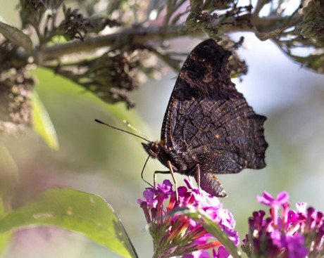Úlovky z motýlího keře - Foto Ladislav Hanousek 0923 (2)
