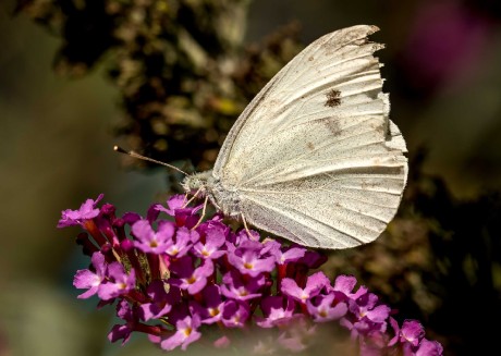 Úlovky z motýlího keře - Foto Ladislav Hanousek 0923 (4)