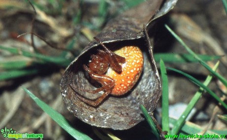 Křižák načervenalý - Araneus alsine - Foto G. Ritschel