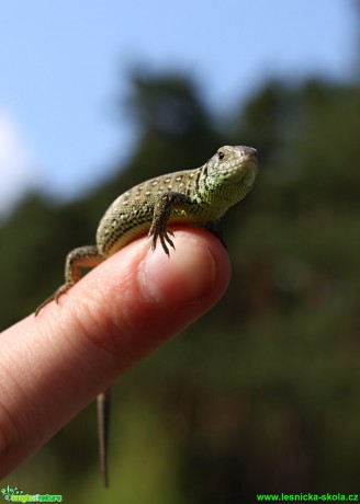 Ještěrka obecná - Lacerta agilis - Foto Petra Naimanová