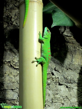 Gekon - Phelsuma madagascariensi grandis - Foto Alena Pasovská