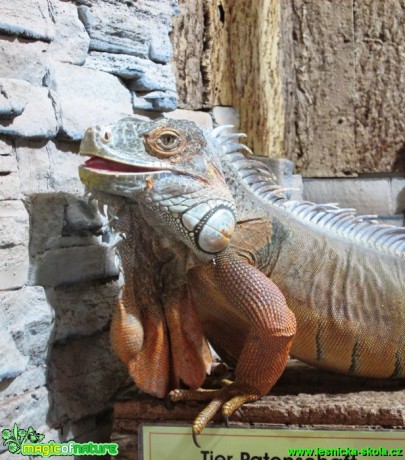 Leguán zelený - Iguana iguana - Foto Alena Pasovská  (2)