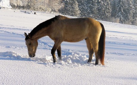 Zimní výběh - Foto Pavel Stančík 0923 (1)