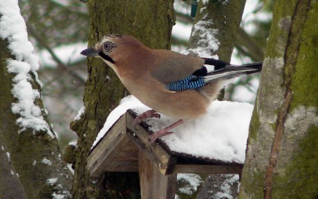 Sojka obecná - Garrulus glandarius - Foto Pavel Stančík 0923