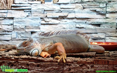 Leguán zelený - Iguana iguana - Foto Alena Pasovská  (1)