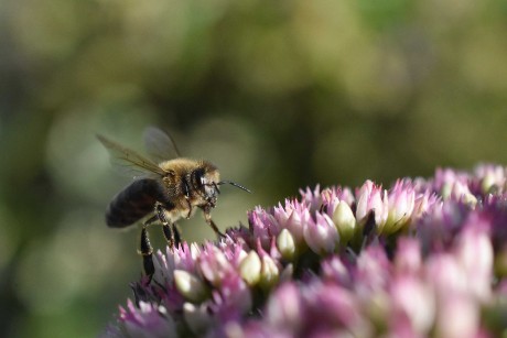 Neúnavná včelka - Foto Marie Vykydalová 0823