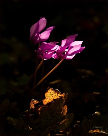 Brambořík z lesů - Foto Jitka Havlová 0923