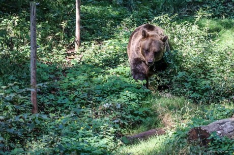 Medvěd - Zoopark Chomutov - Foto Pavel Ulrych 0923