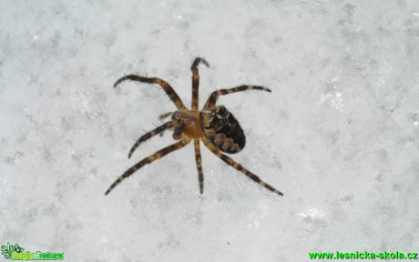 Křižák obecný - Araneus diadematus - Foto G. Ritschel