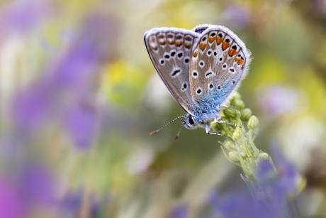 Křídla motýlí - Foto Jana Vondráčková 0723