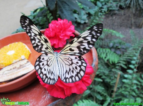 Motýl - Idea leuconoe - Foto Alena Pasovská  (1)
