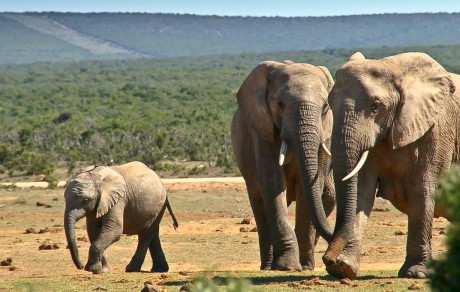 Sloni v NP Addo Elephant v JAR - Foto Ladislav Hanousek 1023