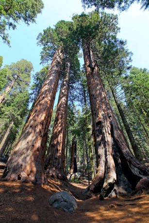 NP Sequoia - Foto Ladislav Hanousek 1023 (1)