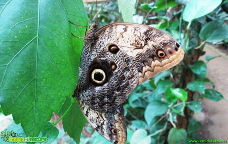 Soví motýl -  Caligo memnon - Foto Alena Pasovská (1)