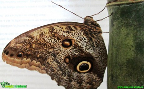 Soví motýl -  Caligo memnon - Foto Alena Pasovská