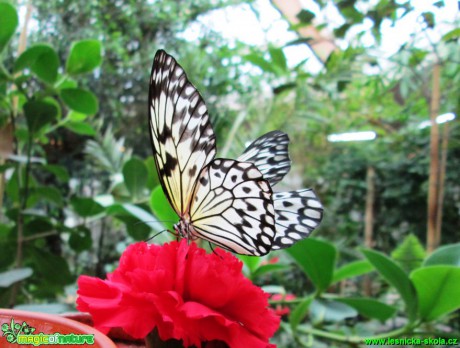 Motýl - Idea leuconoe - Foto Alena Pasovská  (2)