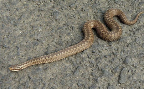 Zmije obecná - Vipera berus - Foto Pavel Stančík 1023 (1)