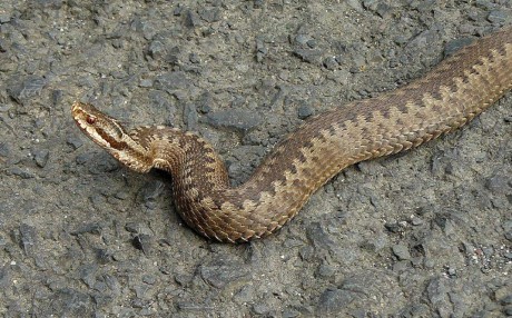 Zmije obecná - Vipera berus - Foto Pavel Stančík 1023