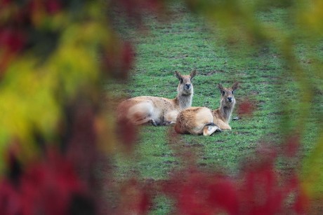 ZOO Dvůr Králové - Foto Jana Ježková 1023 (1)