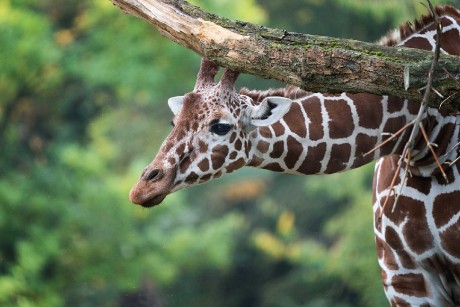 ZOO Dvůr Králové - Foto Jana Ježková 1023 (5)