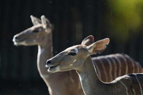 ZOO Dvůr Králové - Foto Jana Ježková 1023 (6)