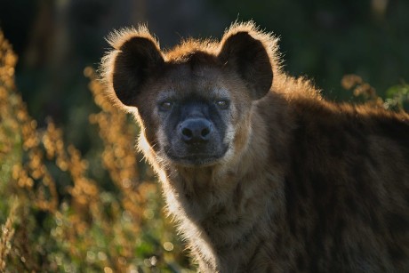 ZOO Dvůr Králové - Foto Jana Ježková 1023 (8)