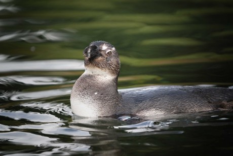 ZOO Dvůr Králové - Foto Jana Ježková 1023 (9)