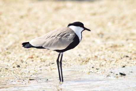 Čejka trnitá - Vanellus spinosus - Foto Marie Žďánská 1023 (1)