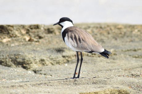 Čejka trnitá - Vanellus spinosus - Foto Marie Žďánská 1023 (3)