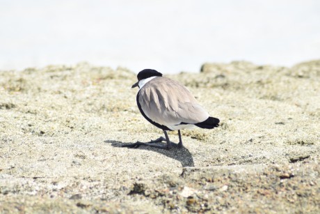 Čejka trnitá - Vanellus spinosus - Foto Marie Žďánská 1023 (4)