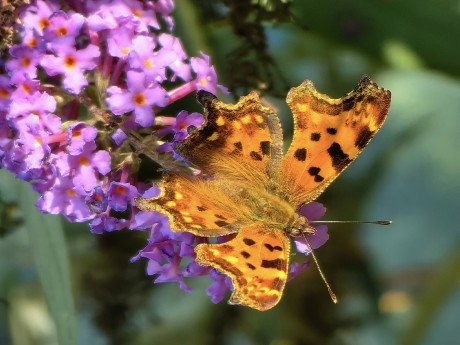 Odpoledne s motýli - Foto Marie Vykydalová 1023 (2)