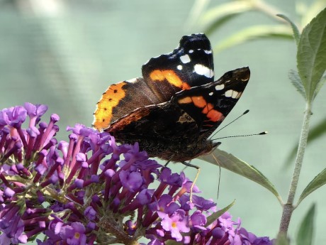 Odpoledne s motýli - Foto Marie Vykydalová 1023 (3)